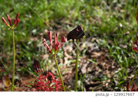 葉っぱと彼岸花の蕾 葉っぱと彼岸花の蕾 129917607