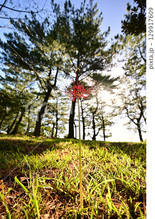 太陽と彼岸花の朝 太陽と彼岸花の朝 129917609