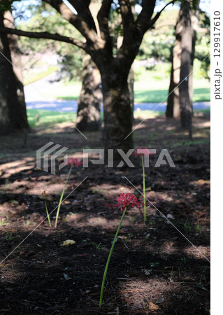 木陰に並ぶ彼岸花 129917610