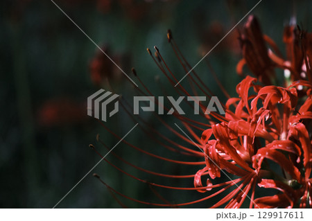 美しい彼岸花の紅 129917611
