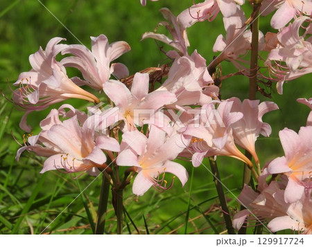 真夏にピンクの花を咲かせる「ナツズイセン」 真夏にピンクの花を咲かせる「ナツズイセン」 129917724