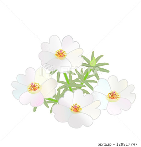 松葉ボタンのイラスト 129917747