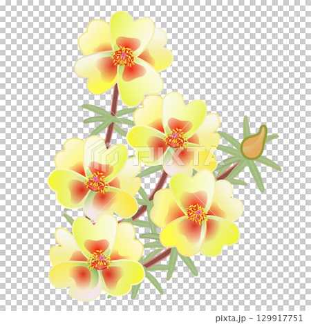 松葉ボタンのイラスト 129917751