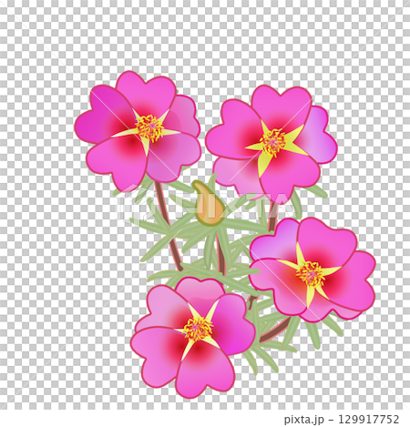 松葉ボタンのイラスト 129917752