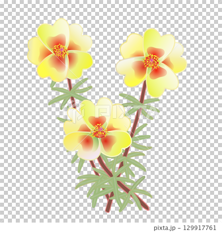 松葉ボタンのイラスト 129917761