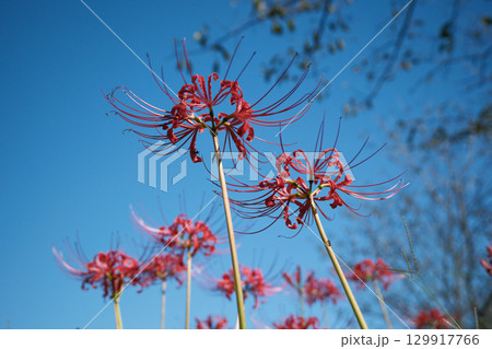 見上げる彼岸花 129917766