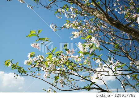 秋に咲くアーコレード 129917768