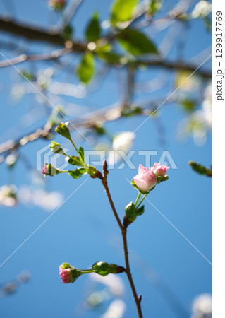 アーコレードのかわいい蕾 129917769