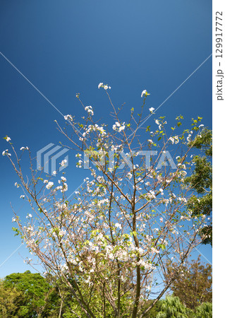 アーコレードが咲く秋の風景 129917772