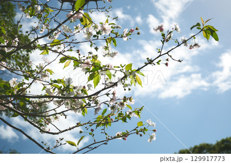 アーコレードの花と晴れの空 129917773