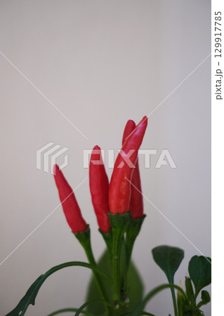 赤色の唐辛子の植物 赤色の唐辛子の植物 129917785