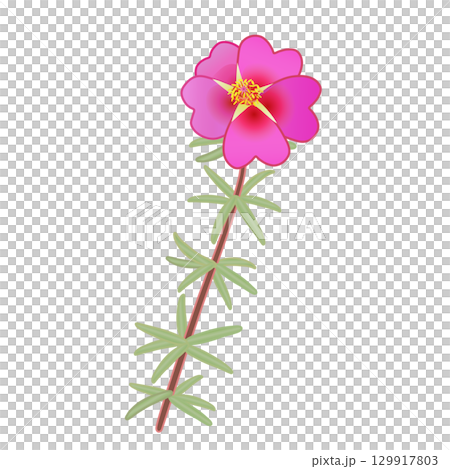 松葉ボタンのイラスト 129917803
