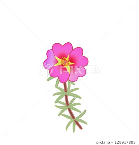 松葉ボタンのイラスト 129917805