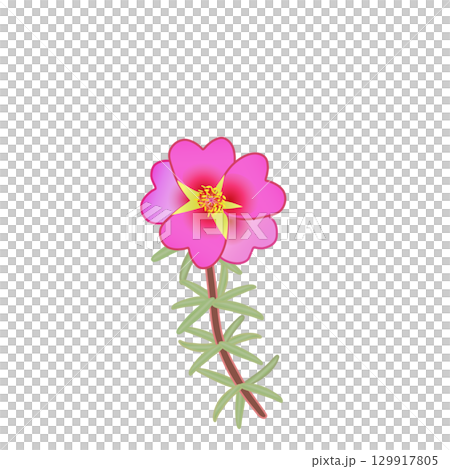 松葉ボタンのイラスト 129917805