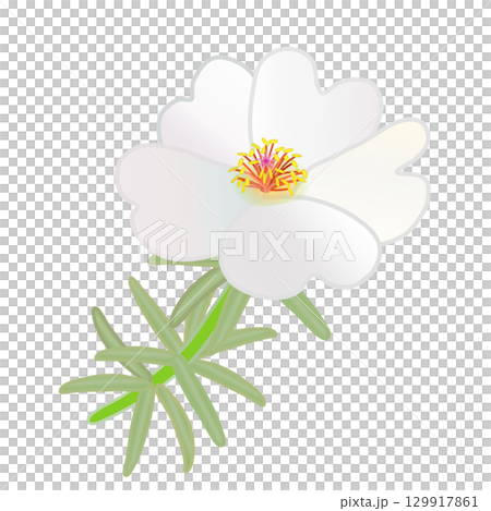 松葉ボタンのイラスト 129917861