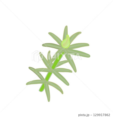 松葉ボタンのイラスト 129917862