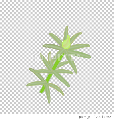 松葉ボタンのイラスト 129917862