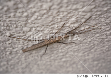 枝に似ているナナフシモドキ 129917914