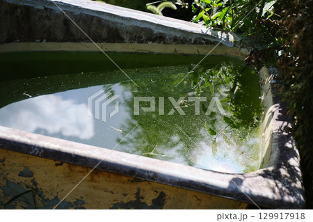 屋外にある緑色の水 129917918