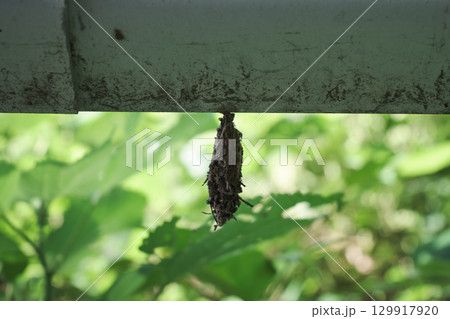 みのむしの巣 129917920