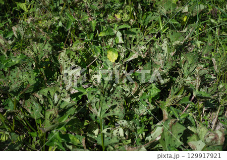 虫食いにやられた野菜の苗 129917921