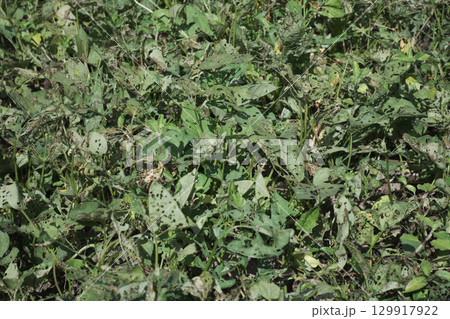 たくさんの穴があいた野菜の葉 たくさんの穴があいた野菜の葉 129917922