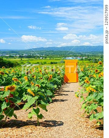 北海道の絶景 名寄サンピラーパークのひまわり畑 129917999