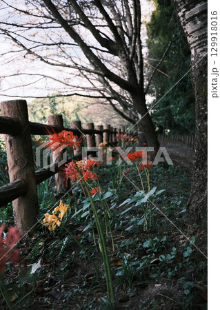 彼岸花が咲く関吉の疎水溝 彼岸花が咲く関吉の疎水溝 129918016
