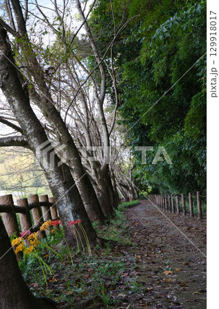 関吉の疎水溝の秋の遊歩道 129918017