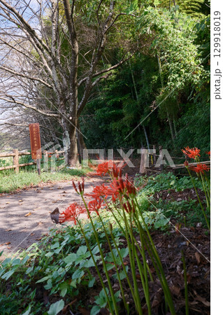 関吉の疎水溝に続く秋の遊歩道 関吉の疎水溝に続く秋の遊歩道 129918019