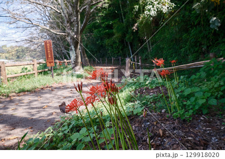 秋晴れの関吉の疎水溝 129918020