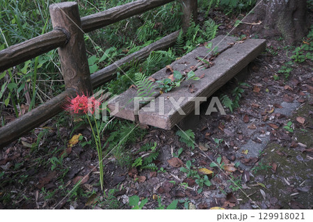 ベンチと彼岸花 ベンチと彼岸花 129918021