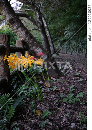 道端のかわいい彼岸花 道端のかわいい彼岸花 129918022