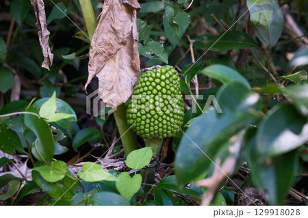 マムシグサの実 129918028
