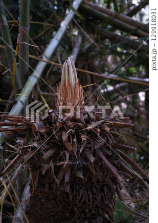 ソテツの伸びる葉 129918031