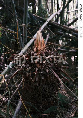 成長を始めるソテツの先に乗る蝶々 成長を始めるソテツの先に乗る蝶々 129918032