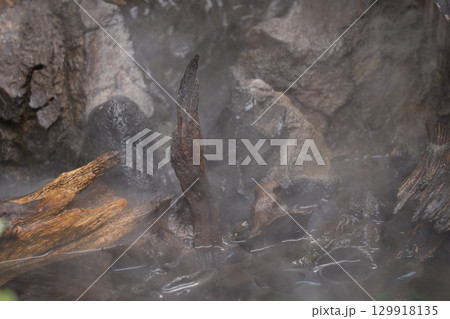 霧に包まれる神秘的なテラリウム 129918135