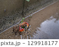 水路を歩くアカテガニ 赤手蟹 129918177