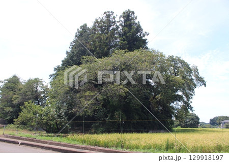 下砥上愛宕塚古墳 下砥上愛宕塚古墳 129918197