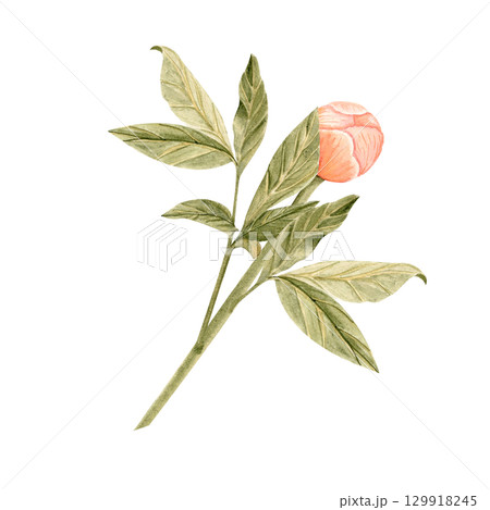 Delicate peony flower with stem in soft peach tones watercolor illustration. Hand-painted with high detail, perfect for wedding invitations, branding, packaging, fabric design cards. Coral charm color Delicate peony flower with stem in soft peach tones watercolor illustration. Hand-painted with high detail, perfect for wedding invitations, branding, packaging, fabric design cards. Coral charm color 129918245