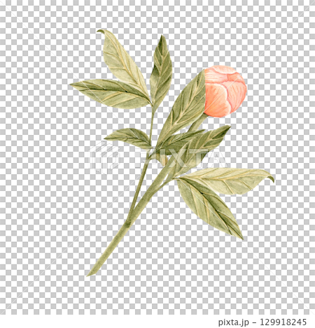 Delicate peony flower with stem in soft peach tones watercolor illustration. Hand-painted with high detail, perfect for wedding invitations, branding, packaging, fabric design cards. Coral charm color Delicate peony flower with stem in soft peach tones watercolor illustration. Hand-painted with high detail, perfect for wedding invitations, branding, packaging, fabric design cards. Coral charm color 129918245