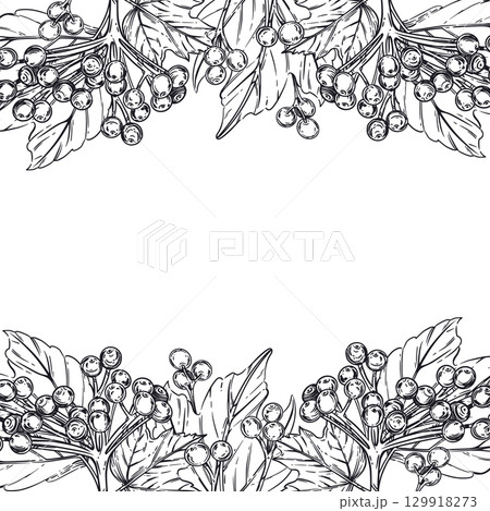 Vector illustration of viburnum berries, viburnum leaves. a frame for packaging, labels, for the design of food, cosmetics, textiles. Everything is hand-drawn with ink. Vector illustration 129918273