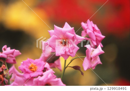 薔薇園にピンク色の薔薇の花が咲いています 129918491