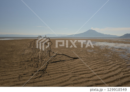 浜辺の木 浜辺の木 129918549
