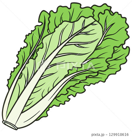 green lettuce vegetable green lettuce vegetable 129918616