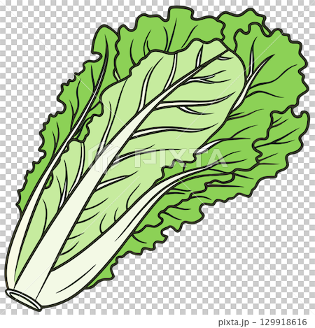 green lettuce vegetable green lettuce vegetable 129918616