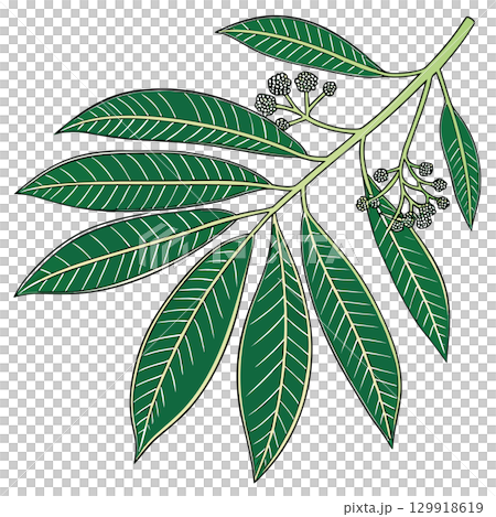 leaf of siamese rosewood scientific 129918619