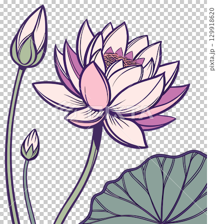 lotus flower on white background 129918620