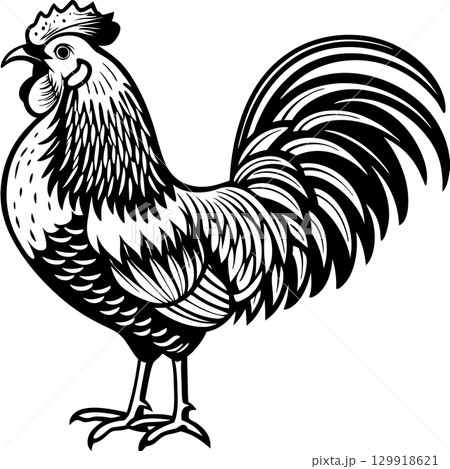 rooster isolated on white background 129918621