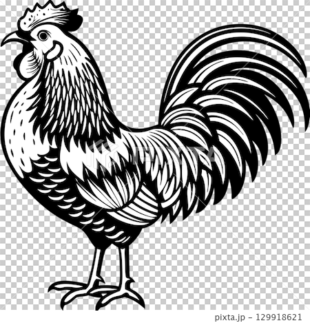 rooster isolated on white background 129918621